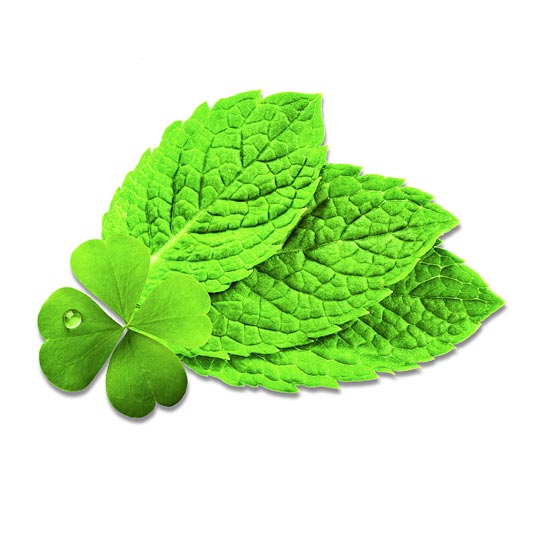 Irish Mint